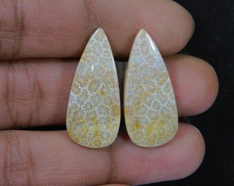 26x15x5 mm 17 Ctr. Making Pendant Loose Gemstone Semi Presiouse Fossil Coral Wonder Full Natural Fossil Coral Cabochon Gemstone