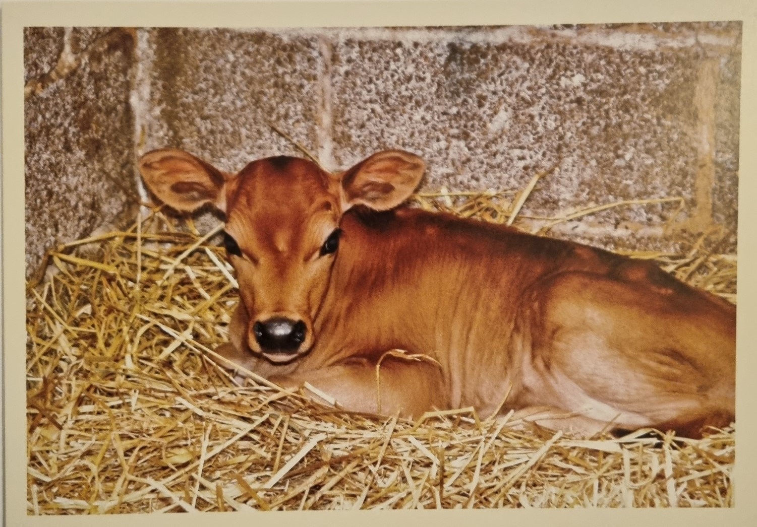 Beautiful Baby Jersey Calf