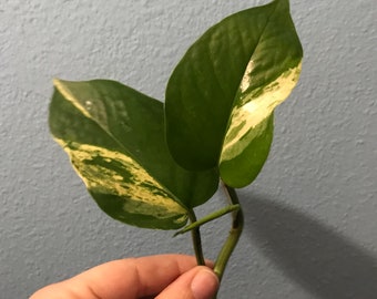 Marble Queen Pothos (unrooted)