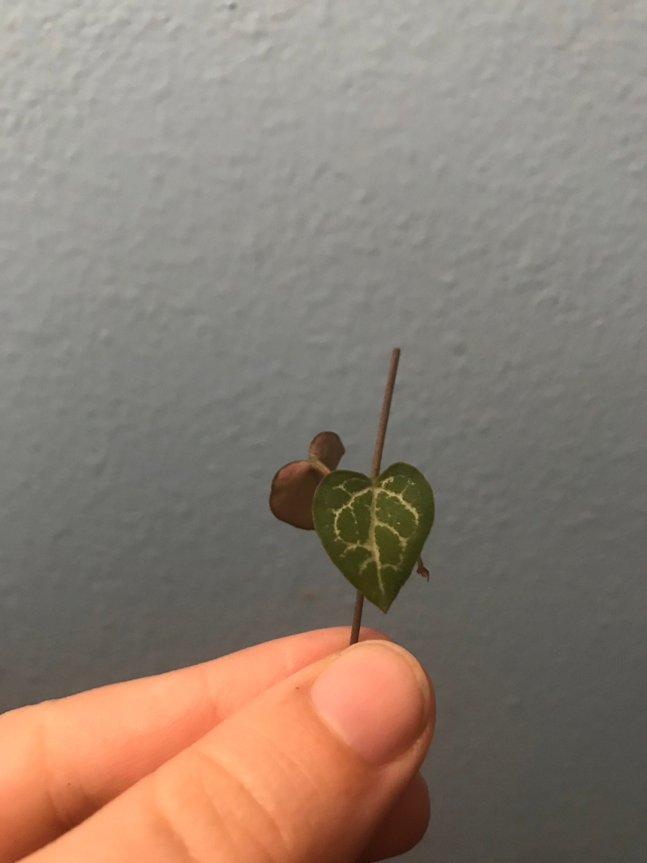 String of Hearts Etsy