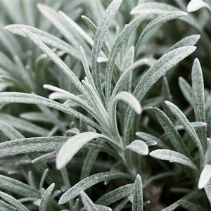 Helichrysum White Wonder, winterhard, in een pot van 12 cm.