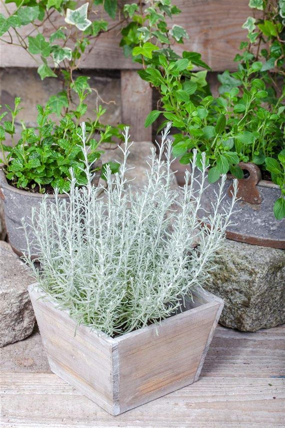 Curry Plant 'aladin' Helichrysum Italicum, Herb Plant in a Pot - Etsy