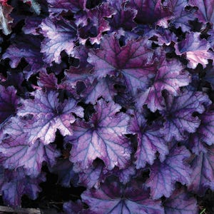 Può includere: Primo piano di un gruppo di foglie di Heuchera, che mostra una vibrante esposizione di colori. Le foglie sono principalmente viola con sfumature blu e rosa, creando un contrasto sorprendente. Il fogliame ha un aspetto strutturato con un bordo increspato.