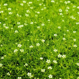 Pode incluir: Um close-up de um campo de grama verde com pequenas flores brancas espalhadas por todo o lado.