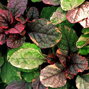 Può includere: Primo piano di una pianta con foglie variegate. Le foglie sono un mix di verde, rosso e crema. La pianta ha un aspetto lussureggiante e pieno.