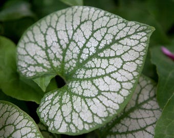 Nontiscordardimé caucasico 'Jack Frost' - Brunnera macrophylla 'Jack Frost', in vaso 12 cm