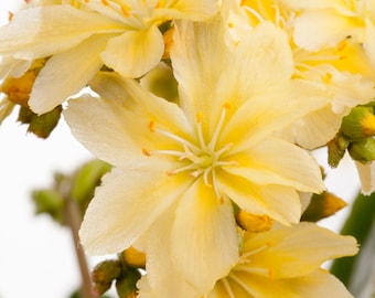 Lewisia cotyledo, gelb - Porzellanrösschen, Bitterwurz, gelb, im Topf 11 cm