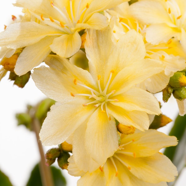 Lewisia cotyledo, gelb - Porzellanrösschen, Bitterwurz, gelb, im Topf 11 cm