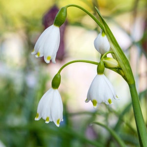 Pode incluir: Um close-up de flores brancas com centros amarelos, florescendo em caules verdes. As flores são em forma de sino e têm uma aparência delicada.