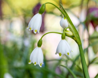 Vårsnöflinga - Leucojum aestivum, sommarsnöflinga, vit, tvingad i en kruka