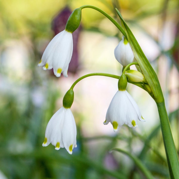 Märzenbecher - Leucojum aestivum, Sommer-Knotenblume, weiß, im Topf vorgetrieben