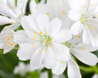 Lewisia cotyledon Alba, weiß - Porzellanrösschen, Bitterwurz, weiß, im Topf 11 cm