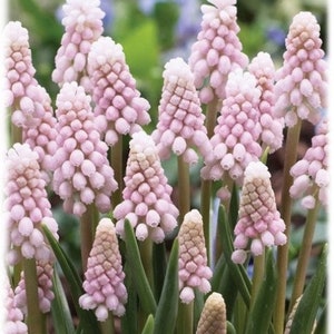 Puede incluir: Primer plano de flores de jacinto de uva rosas y blancas con hojas verdes. Las flores están densamente agrupadas, formando pequeños racimos en forma de cono. Las puntas de las flores son blancas y los tallos son de color marrón claro. El fondo está borroso.