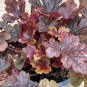 Heuchera &#39;Buttered Rum&#39; - Purple Bells, in pot 12 cm New in 2022