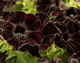 Hängepetunie 'Black' - Petunia 'Black', schwarz, im Topf 12 cm