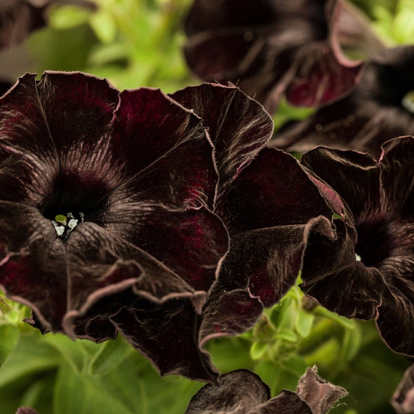 Hängepetunie 'Black' - Petunia 'Black', schwarz, im Topf 12 cm