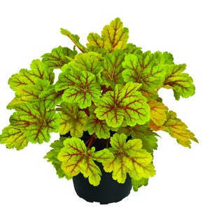 Puede incluir: Una planta de Heuchera en una maceta negra. La planta presenta hojas grandes y texturizadas con un gradiente de color llamativo. Las hojas transitan del verde brillante al amarillo con prominentes venas rojas, creando un contraste visualmente atractivo. La planta está sobre un fondo blanco.