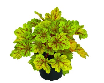 Heuchera ‘Electra’ – Koraalklokjes in een pot van 12 cm - veelkleurig blad groen-zilver-oranje • groenblijvende vaste plant voor perken en containers