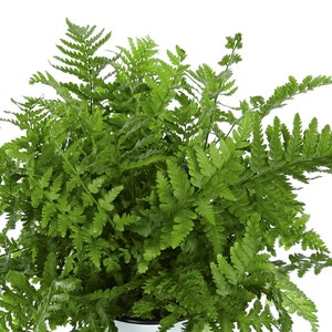 Può includere: Una lussureggiante pianta di felce verde con fronde delicate, perfetta per aggiungere un tocco di natura a qualsiasi spazio interno.