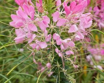 Cleome spinosa, różowa - kwiat pająkowaty, w doniczce 13 cm