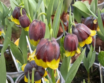 Fritillaria michailovskyi - Fritillaria à damier turque, 3 bulbes en pot de 11 cm