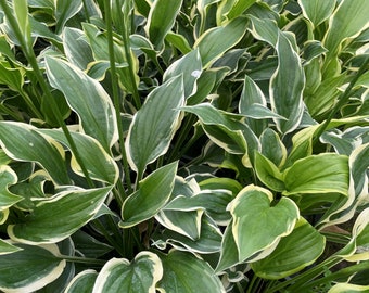 Hosta plantaginea 'So Sweet', lirios de jardín fragantes, lirio de plátano 'So Sweet', en una maceta de 13 cm.