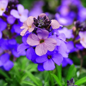 Könnte beinhalten: Nahaufnahme von leuchtend lila und lavendelfarbenen Blumen mit einigen hellrosa Blütenblättern. Die Blumen haben ein zartes, geschichtetes Aussehen, mit einer Ansammlung von Knospen in der Mitte. Grünes Laub bietet einen kontrastierenden Hintergrund, der ein natürliches, florales Thema schafft.