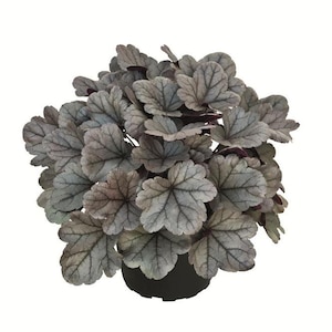 Könnte beinhalten: Nahaufnahme einer Heuchera-Pflanze, auch Purpurglöckchen genannt, in einem schwarzen Topf. Die Pflanze hat große, strukturierte, silbergraue Blätter mit dunklen Adern. Die Blätter sind abgerundet und dicht gepackt, was ein volles Aussehen ergibt.