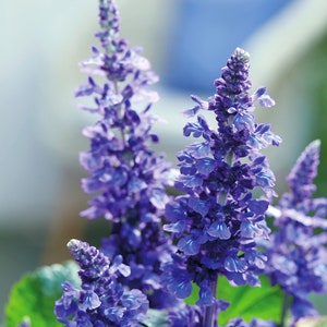 Op de afbeelding: Close-up van een groep paarse saliebloemen in bloei. De bloemen zijn gerangschikt in verticale aren en hebben een delicate, gekrulde uitstraling.