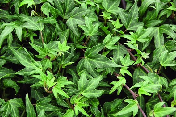 fargesia robusta 'campbell Fargesia robusta Wolong