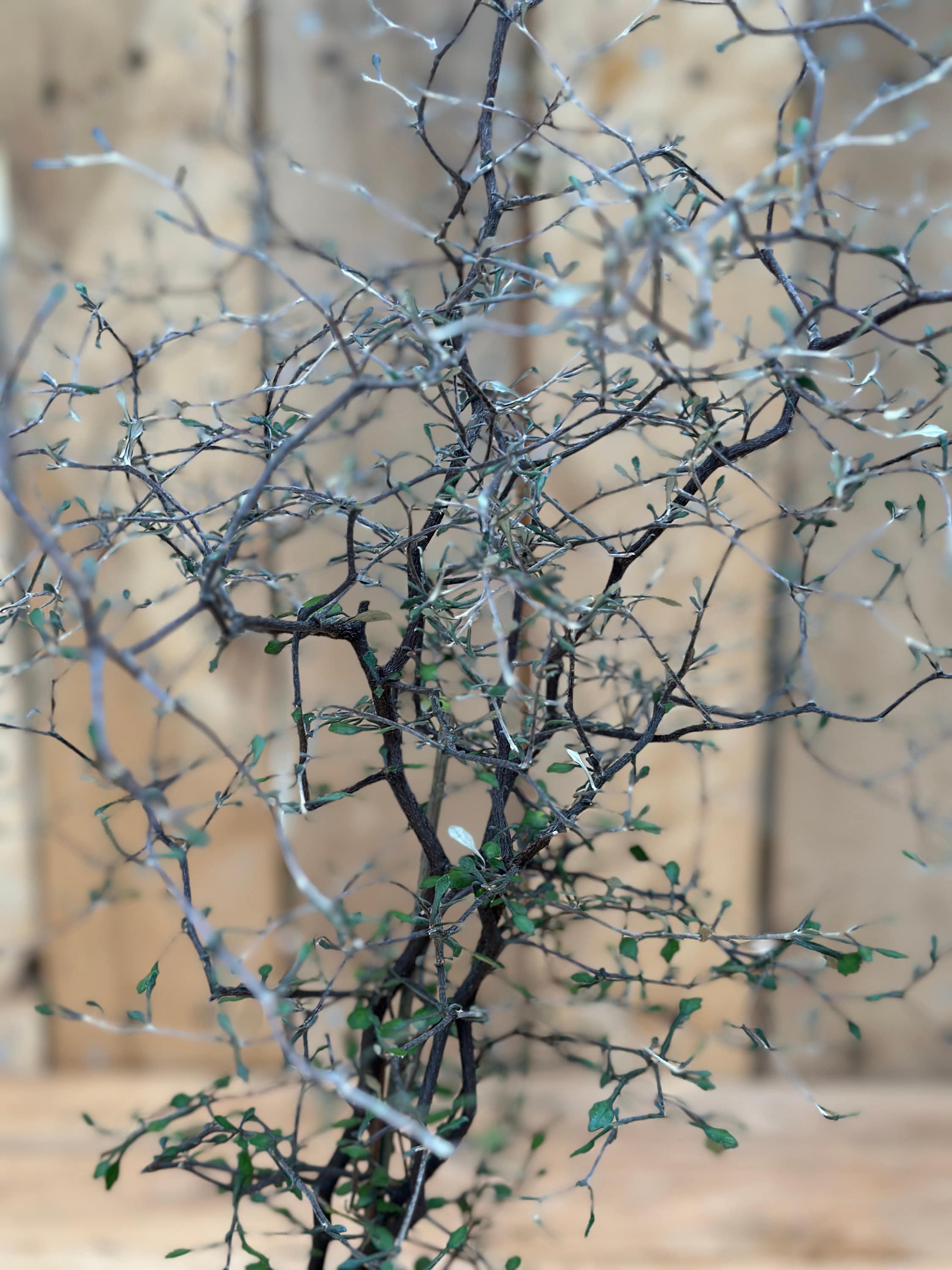 Corokia Cotoneaster - Zigzag Shrub, Height 50 to 60 Cm Real Plant in Clay  Pot - Etsy Australia