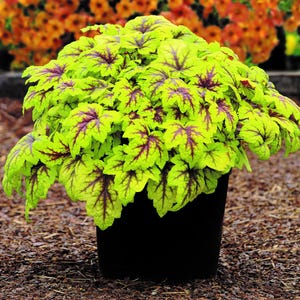 Peut inclure: Une plante en pot avec des feuilles vert vif et bordeaux. La plante est dans un pot noir et repose sur un lit de paillis brun.