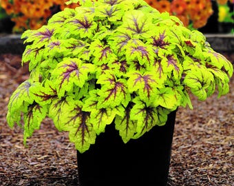 Heuchera Stoplight - Clochettes de corail en pot de 1 litre, vivace au feuillage spectaculaire | rustique et facile d'entretien