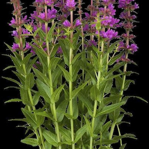 Könnte beinhalten: Eine Topfpflanze mit leuchtend lila Blüten und grünem Laub. Die Pflanze hat mehrere hohe, schlanke Stiele, die von Clustern kleiner, lila Blüten gekrönt werden. Die Blätter sind leuchtend grün, und die Pflanze steht in einem schwarzen Topf.