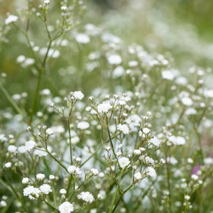 Op de afbeelding: Een close-up van een veld met delicate witte baby's breath bloemen met groene stelen en knoppen.