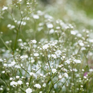 Garten-Schleierkraut 'Summer Sparkles'(s) - Gypsophila paniculata, winterhart, im Topf 13 cm