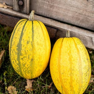 Spaghetti squash 'Stripetti' Cucurbita pepo 'Stripetti', grönsaksväxt i 12 cm kruka