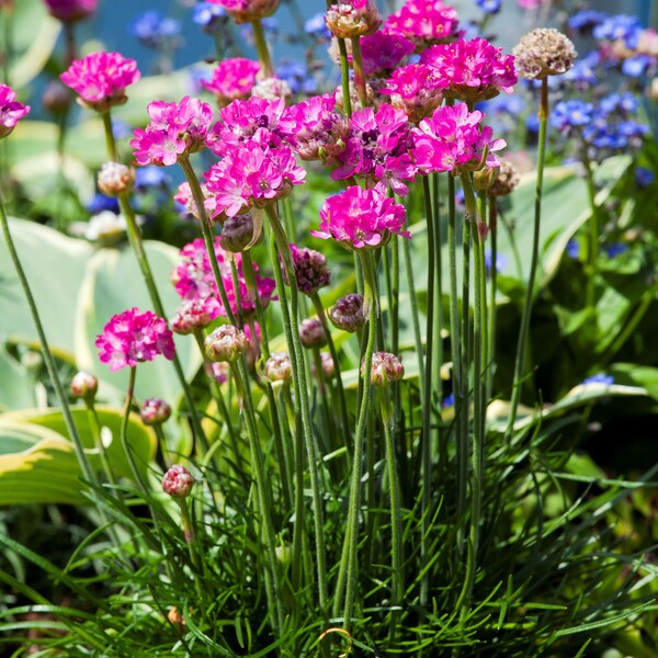 Sea pink - Armeria maritima, hardy in pot 11 cm