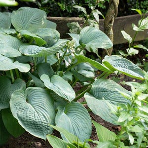 Hosta sieboldiana 'Big Daddy' Hosta de jardín de color azul grisáceo 'Big Daddy', en una maceta de 13 cm