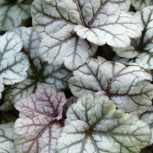 Könnte beinhalten: Nahaufnahme von Heuchera-Blättern, die eine Mischung aus Farben und Texturen zeigen. Die Blätter sind hauptsächlich ein weiches, silbrig-grünes mit ausgeprägter dunkelgrauer Aderung. Einige Blätter weisen einen subtilen rot-violetten Farbton auf.