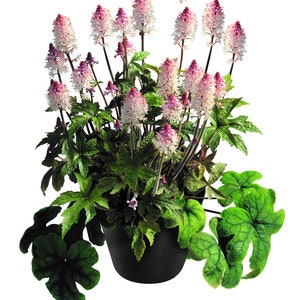 Tiarella 'Pink Torch' skumblomma, härdig, i en 12 cm kruka