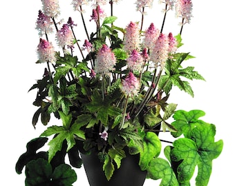 Fiore di schiuma di Tiarella 'Pink Torch', resistente, in un vaso da 12 cm
