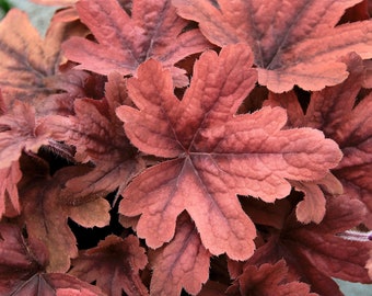 Heuchera / Heucherella "Sweet Tea" - Purpurglöckchen, Sweet Tea im Topf 12 cm