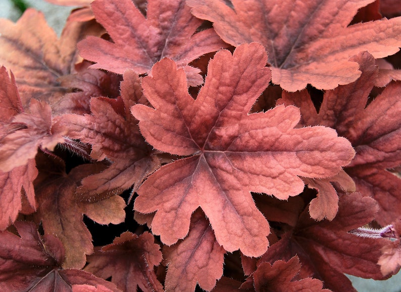 Heuchera / Heucherella Sweet Tea Purpurglöckchen, Sweet Tea im Topf 12 cm zdjęcie 1