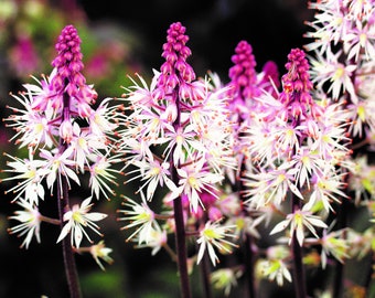 Flor de espuma Tiarella 'Morning Star', resistente, en maceta de 12 cm