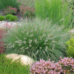 Pennisetum Hameln - Fontängräs ‘Hameln’ – härdigt prydnadsgräs i en 13 cm kruka