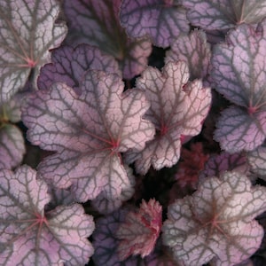 Heuchera &quot;Silver Lord&quot; - Heathbell &quot;Silver Lord&quot; in pot 12 cm