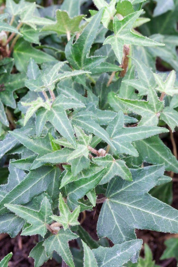 Ivy 'Asterisk' - Hedera helix 'Asterisk', hardy, green foliage - in a pot  12 cm
