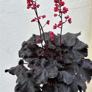 Peut inclure: Gros plan d'une plante Heuchera avec des feuilles sombres, presque noires, froissées. Deux tiges de petites fleurs rose vif s'élèvent au-dessus du feuillage. Le fond est un mur blanc uni.
