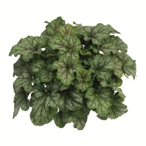 Könnte beinhalten: Nahaufnahme einer Heuchera-Pflanze mit strukturierten, grünen Blättern und dunkelroten Adern. Die Pflanze hat eine dichte, abgerundete Form und ist vor einem weißen Hintergrund platziert. Die Blätter haben einen gerüschten Rand.